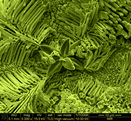 2等奖-栾义坤-钢中的花朵-高碳高合金钢共晶碳化物的三维立体形貌_01.jpg